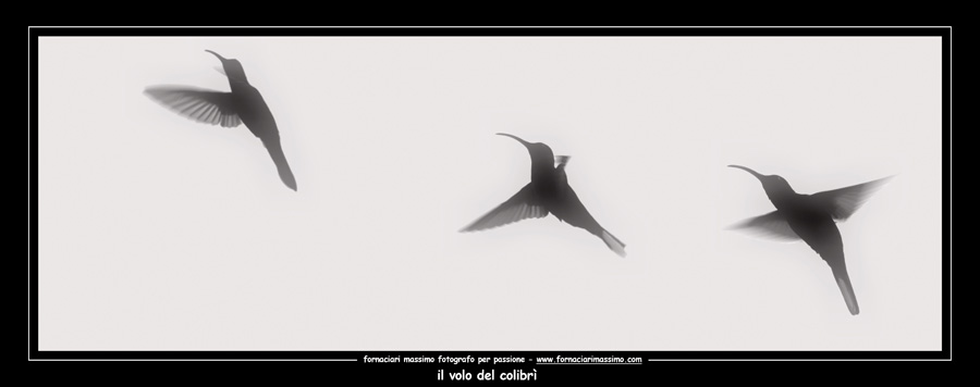 colibrì
